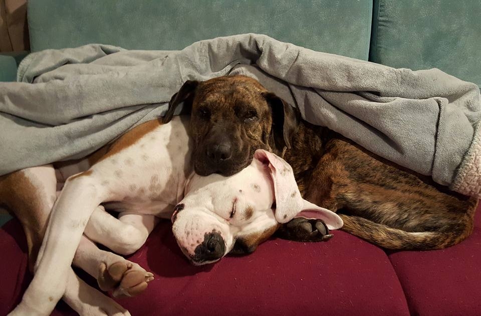 Jazz and George Snuggles