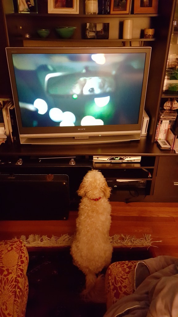 Butterscotch watches Puppy Bowl