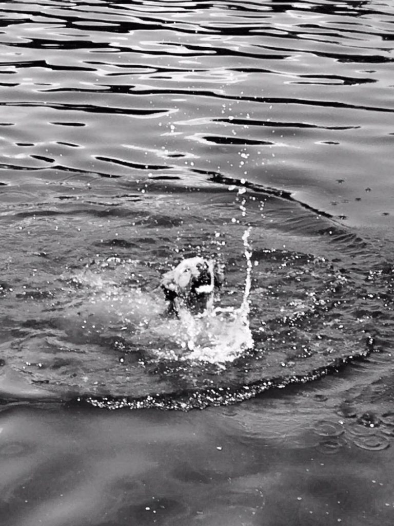 Bentley learns to swim