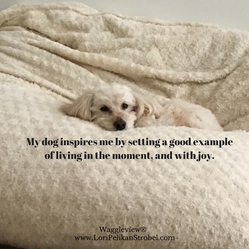 Dog inspires me by setting a good example of living in the moment, and with joy.
