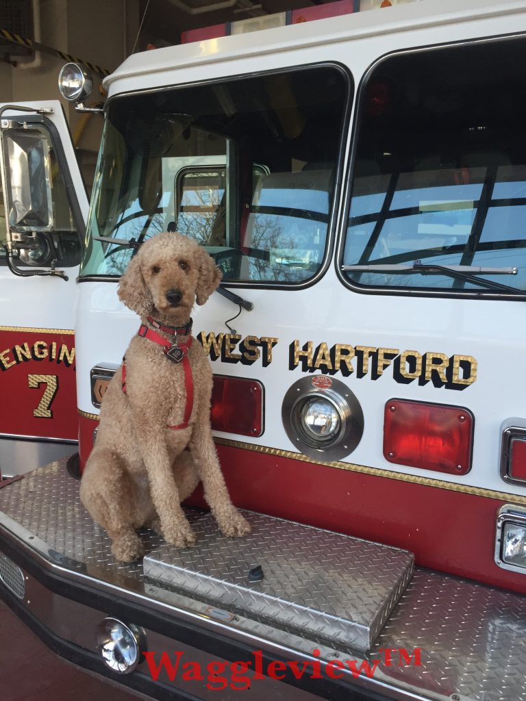 Louie at the firehouse