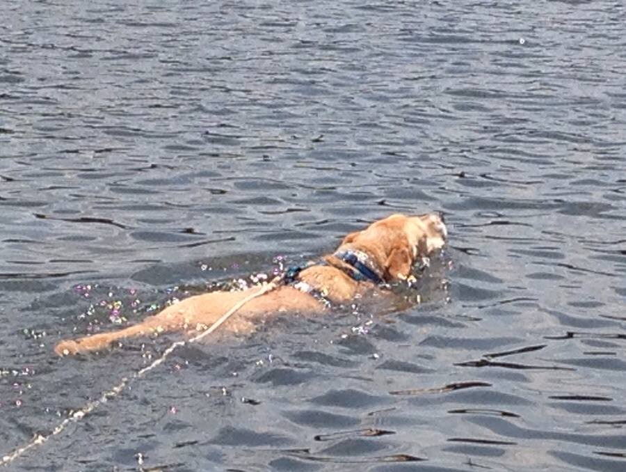 Harper swimming