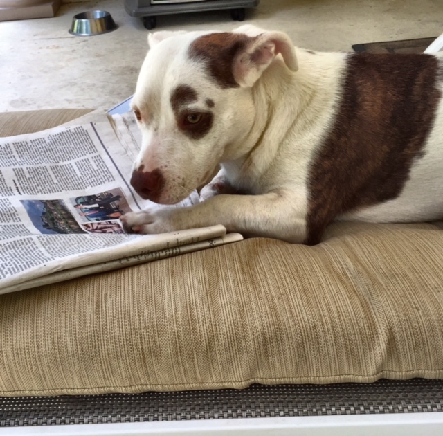 Wyatt and the newspaper