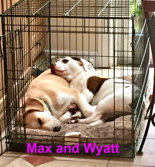 max and wyatt cage pink