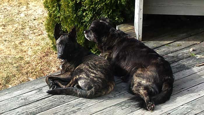 Dogs on the deck
