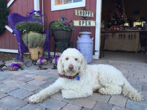 Waggleview® with Lavender Pond Farm owner, Denise Salafia