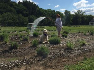Waggleview® with Lavender Pond Farm owner, Denise Salafia